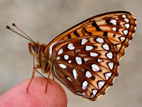 Atlantis Fritillary (Speyeria atlantis)