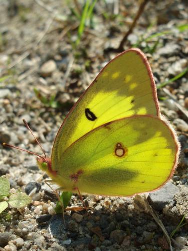 colias