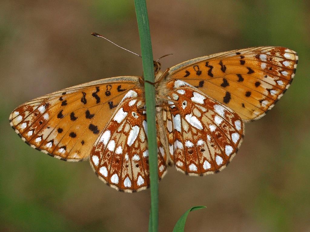 Silver-bordered Fritillary (Boloria selene)