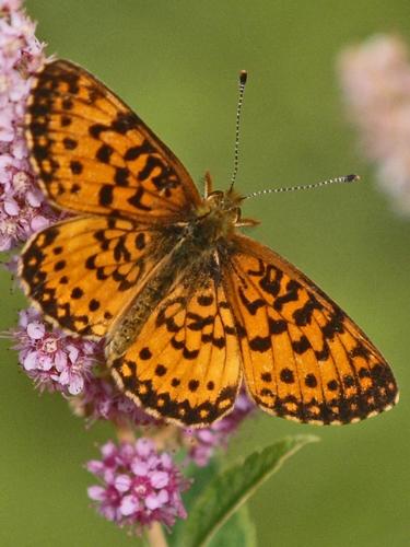 Silver-bordered Fritillary (Boloria selene)