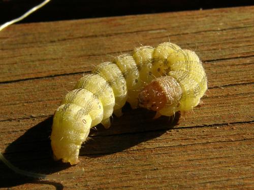 Corn Earworm (Helicoverpa zea)