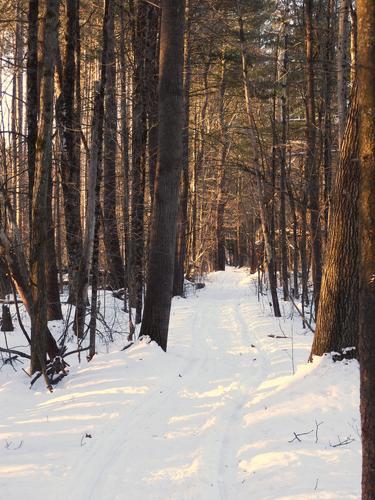 B&M Rail Trail passing through a woods corridor at Amherst in New Hampshire