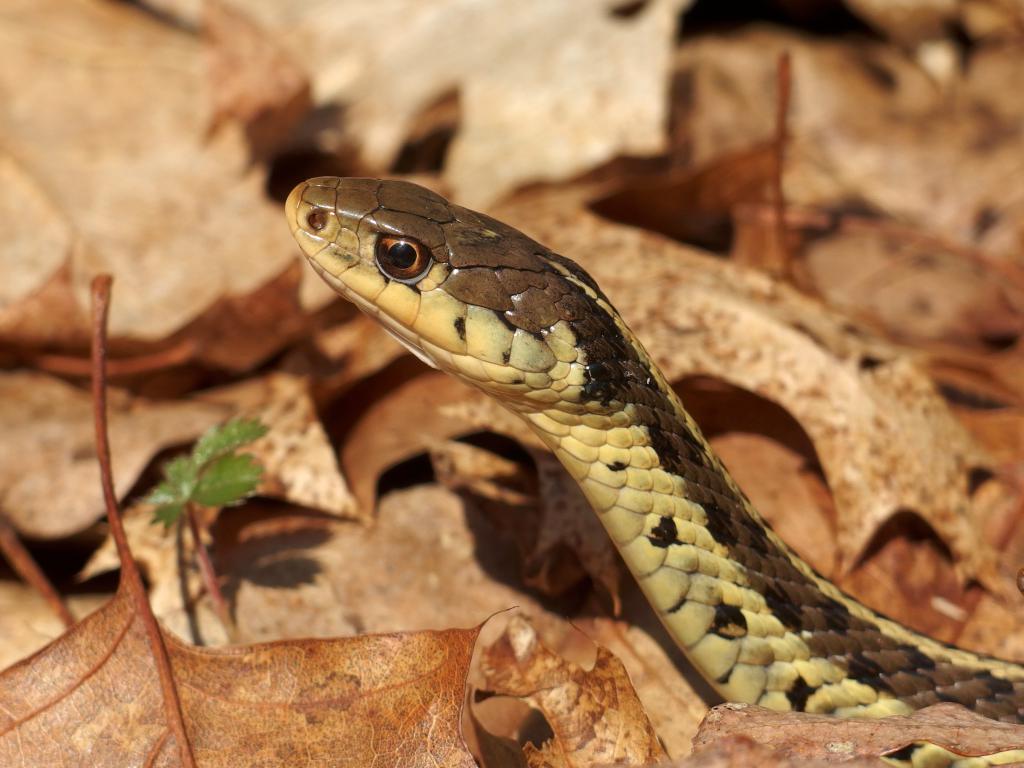 Garter Snake (Thamnophis sirtalis) in April at Bockes Forest in southern New Hampshire