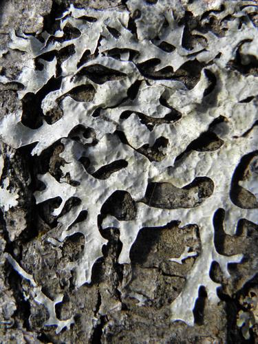 Bottlebrush Shield Lichen