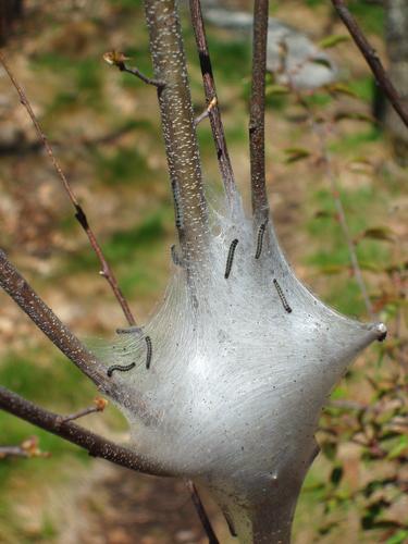 Eastern Tent Caterpillar web