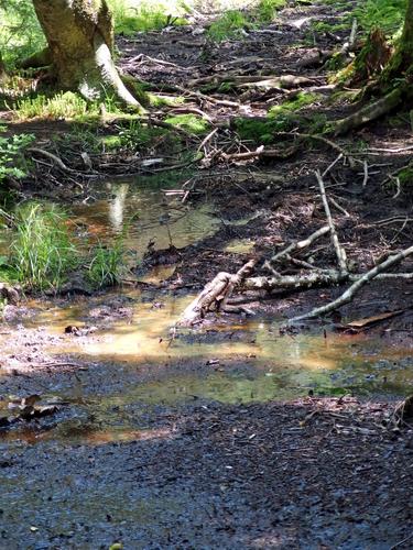 muddy sneaker-sucking section of the Long Trail on Bolton Mountain in northern Vermont