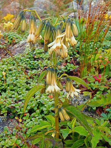 Boott's Rattlesnake-root (Prenanthes bootii)