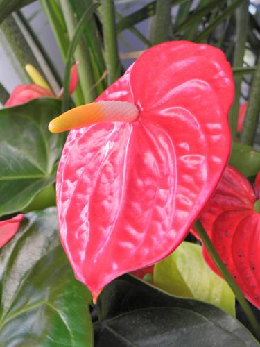 Flamingo Lily (Anthurium andraeanum)