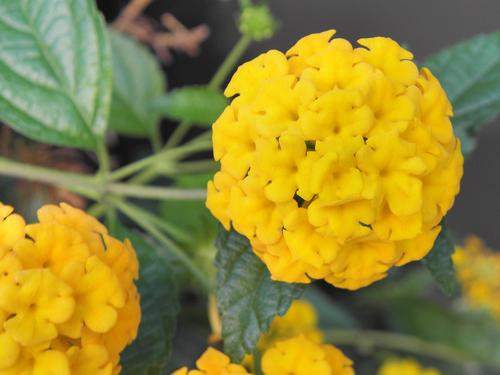 Ornamental Yellow Lantana