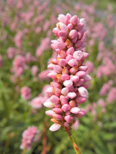 Pennsylvania Smartweed