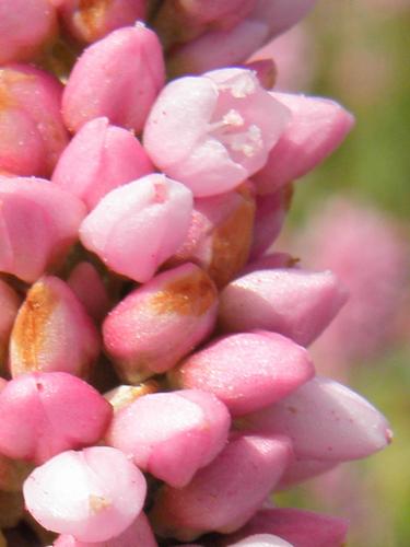 Pennsylvania Smartweed (Polygonum pensylvaticum)