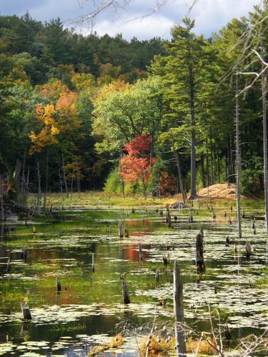 marsh area along Pawtuckaway Boulder Trail in New Hampshire