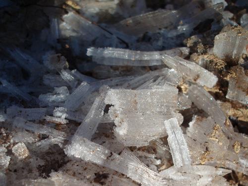 needle ice on Boulder Loop Trail in New Hampshire