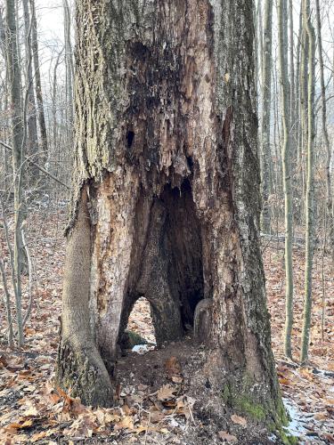 tree in December at The Boulders in western MA