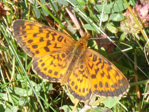 Silver-bordered Fritillary (Boloria selene) butterfly