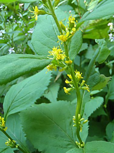 Zigzag Goldenrod (Solidago flexicaulis)