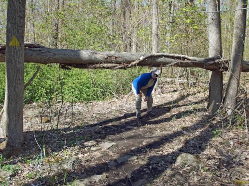 bar across trail in May at Bovenzi Park in northeast Massachusetts