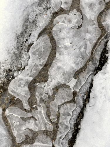 icy art on the trail in December at Bow Woods near Bow in southern New Hampshire