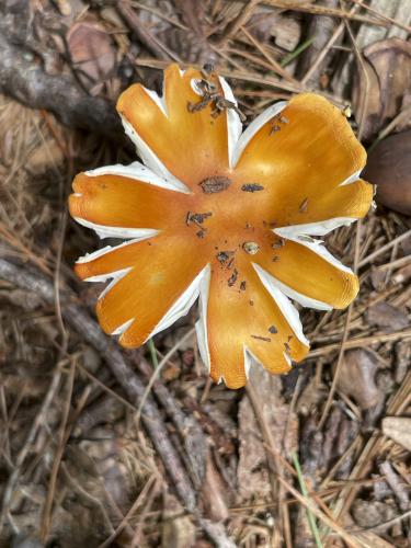 Golden Brittlegill (Russula flavipes) in July at Bradbury Mountain near Freeport in southwest Maine