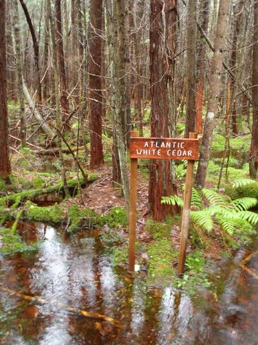 entrance to Bradford Bog in New Hampshire