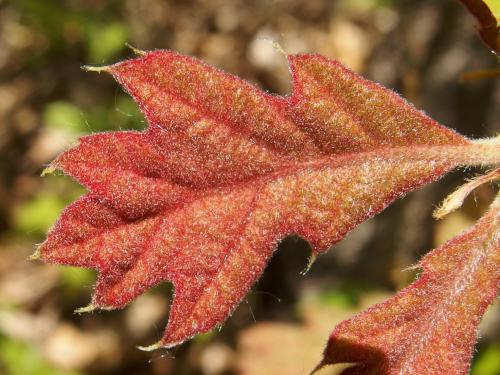 immature oak leaf in May at Broad Meadow Brook Wildlife Sanctuary in eastern Massachusetts