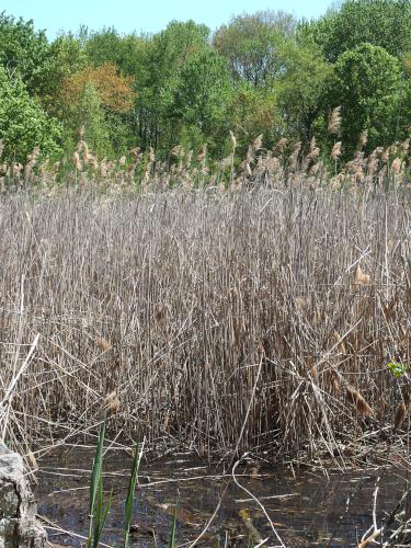 marsh in May at Broad Meadow Brook Wildlife Sanctuary in eastern Massachusetts