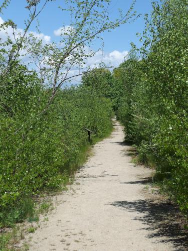 Troiano Trail in May at Broad Meadow Brook Wildlife Sanctuary in eastern Massachusetts