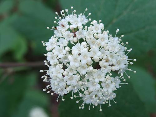 Maple-leaved Viburnum (Viburnum acerifolium) flowers