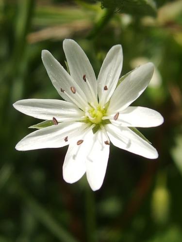 Common Stitchwort