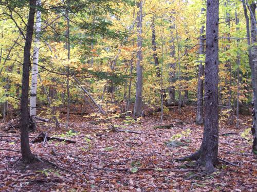 woods at Browns Ledge in western Maine