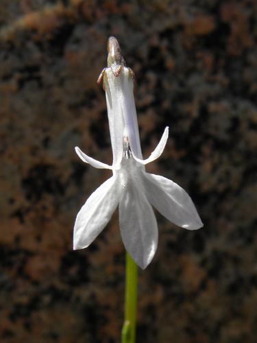 Water Lobelia