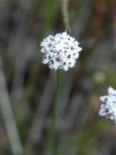 Sevenangle Pipewort