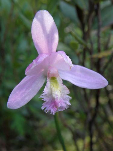 Rose Pogonia (Pogonia ophioglossoides)