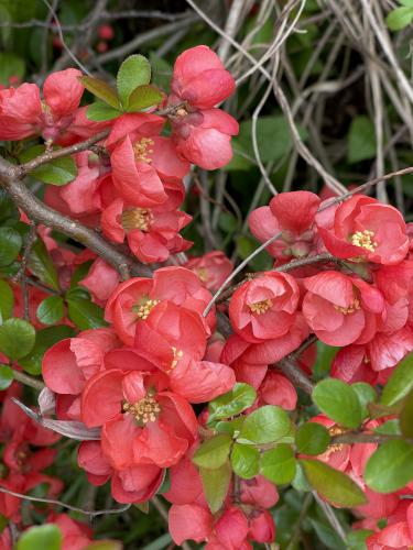 shrub in May at Bug Light near Portland in southern Maine