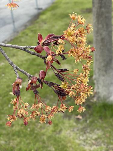 tree flower in May at Bug Light near Portland in southern Maine