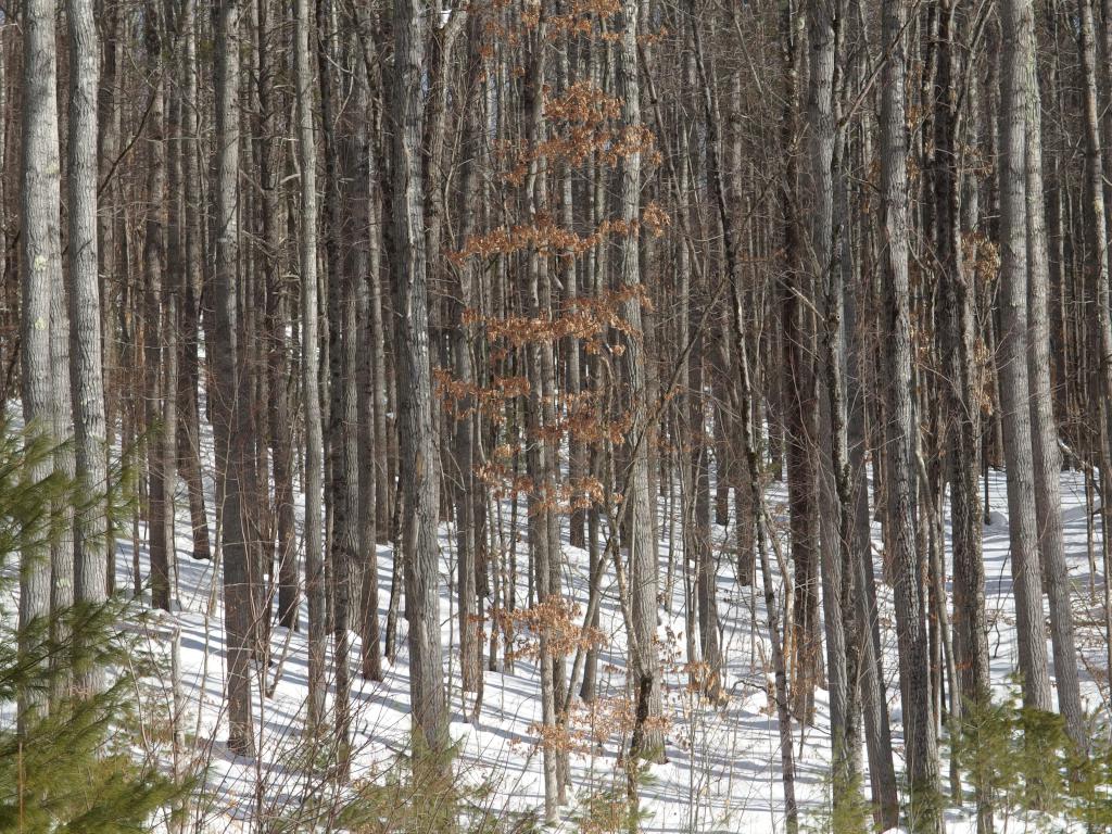 woods in February at Bugsmouth Hill in southeastern New Hampshire