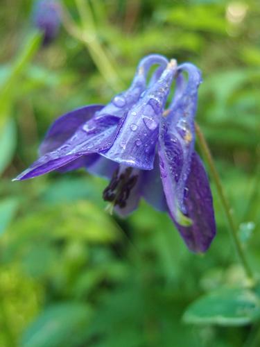 European Columbine