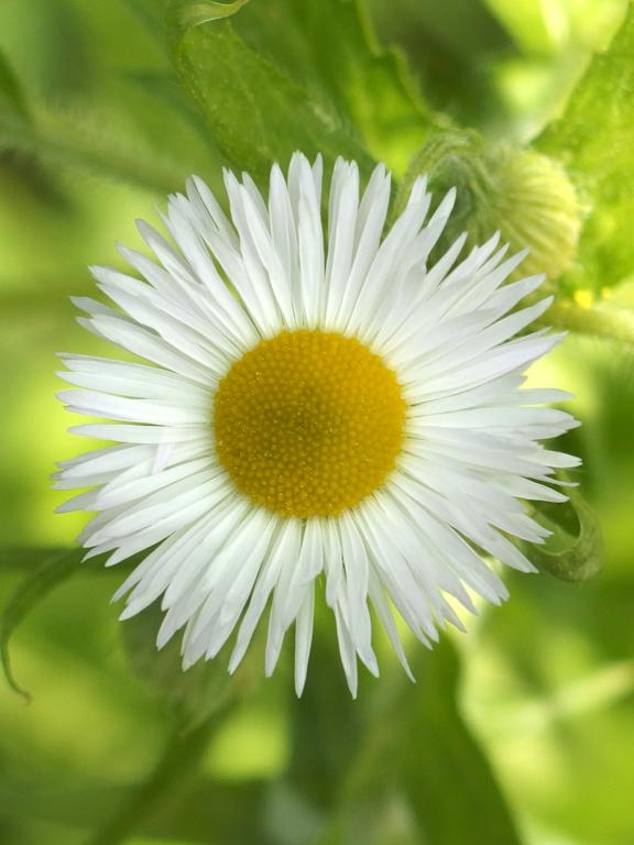 Daisy Fleabane (Erigeron annuus) in June at Burncoat Hill near Spencer MA