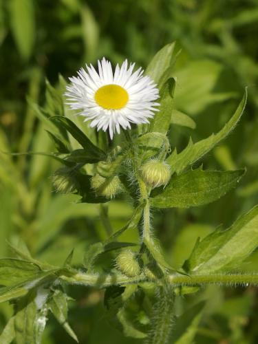 Daisy Fleabane (Erigeron annuus) in June at Burncoat Hill near Spencer MA