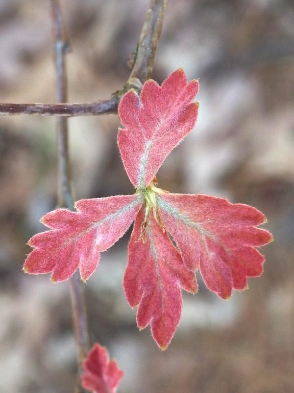 brand-new oak leaflet in May at Burns Hill in southern New Hampshire