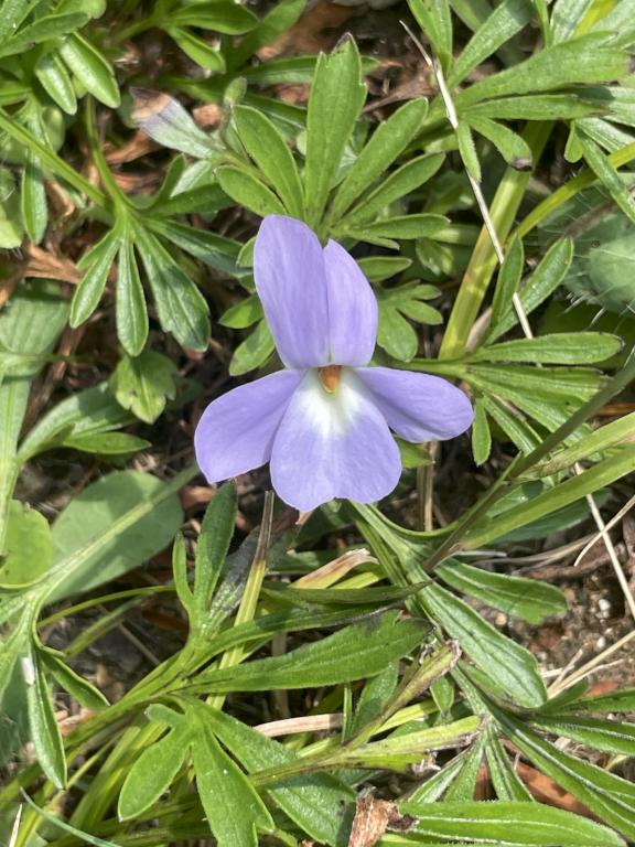 Birdsfoot Violet (Viola pedata) in August near Burns Hill in northeast MA