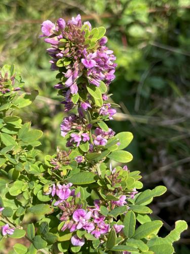 Violet Lespedeza (Lespedeza violacea) in August near Burns Hill in northeast MA