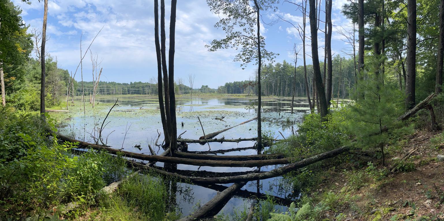 Heron Rookery in August near Burns Hill in northeast MA