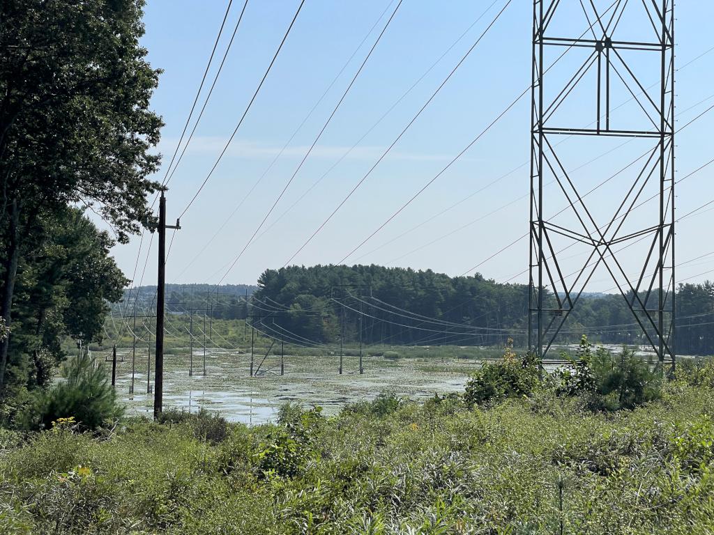 powerline swath in August on Burns Hill in northeast MA