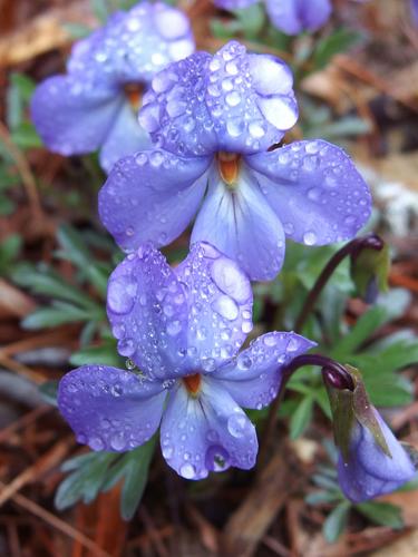 Birdsfoot Violet (Viola pedata) at Burrage Pond Wildlife Management Area in eastern Massachusetts