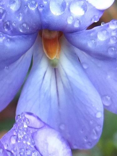 Birdsfoot Violet (Viola pedata) at Burrage Pond Wildlife Management Area in eastern Massachusetts