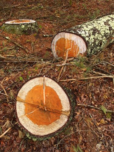 artistic stump at Burrage Pond Wildlife Management Area in eastern Massachusetts