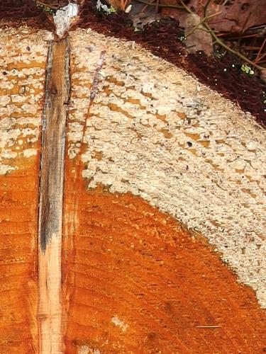 artistic stump at Burrage Pond Wildlife Management Area in eastern Massachusetts