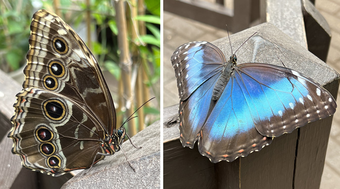 Blue Morpho