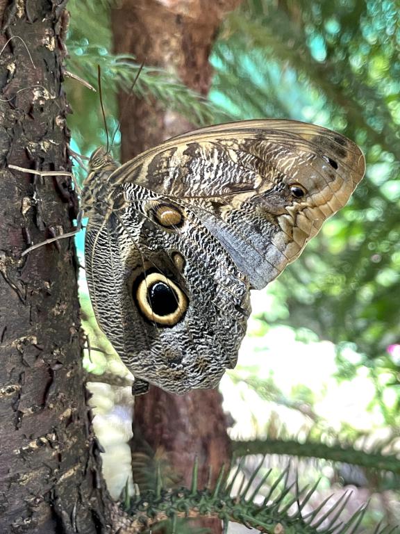 eye-wing butterfly in August at the Butterfly Place in eastern Massachusetts